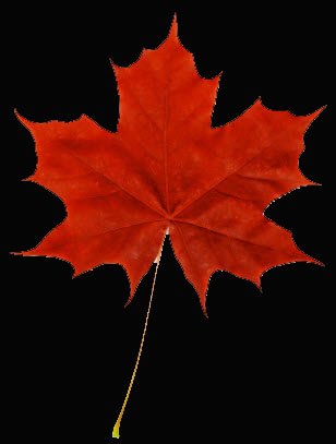 Maple_Leaf_copy.jpg